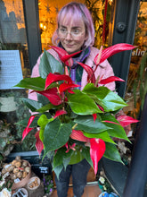 Load image into Gallery viewer, Anthurium banderola Roja / Flamingo Flower
