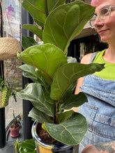 Load image into Gallery viewer, Ficus lyrata Bambino / Dwarf Fiddle Leaf Fig