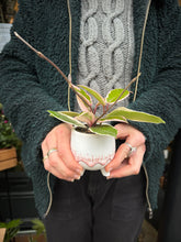 Load image into Gallery viewer, Hoya flamingo Dream / Wax Plant