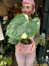 Load image into Gallery viewer, Monstera Thai Constellation / Variegated Cheese Plant