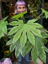 Load image into Gallery viewer, Fatsia japonica Spider's Web / Japanese Aralia