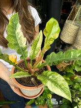 Load image into Gallery viewer, Philodendron Narrow 'Ring of Fire'