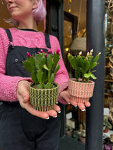 Load image into Gallery viewer, Schlumbergera / Christmas Cactus - 6cm Pot