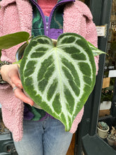 Load image into Gallery viewer, Anthurium crystallinum Silver Blush / Crystal Anthurium