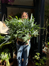 Load image into Gallery viewer, Phlebodium aureum / Blue Star Fern - 19cm Pot
