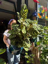 Load image into Gallery viewer, Calathea makoyana / Prayer Plant - *Local Delivery or Local Pick Up Only*