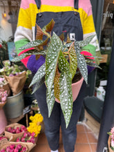 Load image into Gallery viewer, Begonia maculata / Polka Dot Begonia - *Local Delivery or Local Pick Up Only*