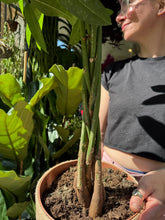 Load image into Gallery viewer, Pachira aquatica / Money Tree / Guiana Chestnut - *Local Delivery or Local Pick Up Only*