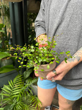 Load image into Gallery viewer, Muehlenbeckia complexa / Maidenhair Vine