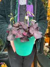 Load image into Gallery viewer, Oxalis triangularis / Purple Shamrock