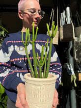 Load image into Gallery viewer, Euphorbia alluaudii / Euphorbia leucodendron