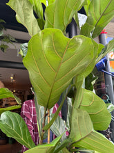 Load image into Gallery viewer, Ficus lyrata / Fiddle Leaf Fig 2 Stem - *Local Delivery or Local Pick Up Only*