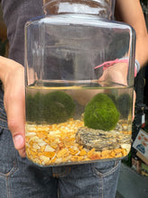 Load image into Gallery viewer, Large 3 Marimo Moss Ball Terrarium - *Local Delivery or Local Pick Up Only*