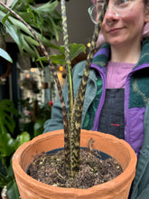 Load image into Gallery viewer, Alocasia tigrina Superba / Elephant Ear / Tiger Alocasia - *Local Delivery or Local Pick Up Only*