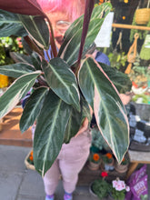 Load image into Gallery viewer, Stromanthe sanguinea Triostar / Prayer Plant