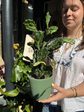 Load image into Gallery viewer, Opuntia jamaicensis Ghost / Jamaican Ghost