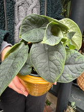 Load image into Gallery viewer, Alocasia melo / Alocasia rugosa / Elephant Ear