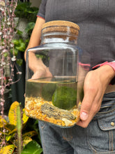 Load image into Gallery viewer, Large 3 Marimo Moss Ball Terrarium - *Local Delivery or Local Pick Up Only*