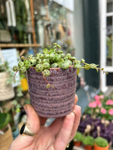 Load image into Gallery viewer, Peperomia prostrata / String of Turtles