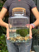 Load image into Gallery viewer, Large 3 Marimo Moss Ball Terrarium - *Local Delivery or Local Pick Up Only*