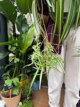 Load image into Gallery viewer, Chlorophytum comosum Variegatum / Spider Plant XL