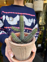 Load image into Gallery viewer, Euphorbia badoensis / Euphorbia baioensis / Cage Monolith