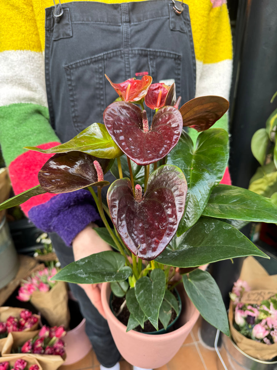 anthurium essencia Anthurium andraeanum Essencia / Flamingo Flower – Pilea Plant Shop
