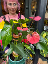 Load image into Gallery viewer, Anthurium andraeanum Louisiana / Flamingo Flower - *Local Delivery or Local Pick Up Only*