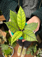 Load image into Gallery viewer, Hoya callistophylla / Wax Plant