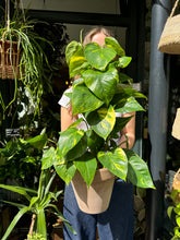 Load image into Gallery viewer, Epipremnum aureum on Moss Pole / Devils Ivy - *Local Delivery or Local Pick Up Only*