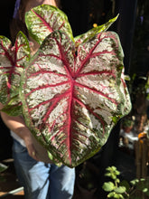 Load image into Gallery viewer, Caladium Bicolor / Angel Wings / Heart of Jesus - *Local Delivery or Local Pick Up Only*
