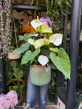 Load image into Gallery viewer, Anthurium andraeanum White - *Local Delivery or Local Pick Up Only*