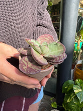 Load image into Gallery viewer, Kalanchoe humilis Zebra - Paddle Plant
