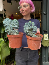 Load image into Gallery viewer, Myrtillocactus geometrizans Cristata / Crested Blue Flame