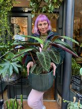 Load image into Gallery viewer, Calathea warscewiczii / Jungle Velvet Prayer Plant - *Local Delivery or Local Pick Up Only*