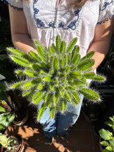 Load image into Gallery viewer, Hylocereus undatus / Dragon Fruit