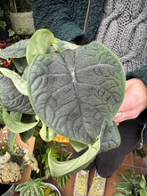 Load image into Gallery viewer, Alocasia melo / Alocasia rugosa / Elephant Ear