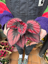 Load image into Gallery viewer, Begonia Red Kiss / Rex Begonia