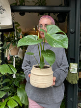 Load image into Gallery viewer, Monstera Thai Constellation / Variegated Cheese Plant