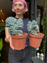 Load image into Gallery viewer, Myrtillocactus geometrizans Cristata / Crested Blue Flame