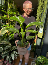 Load image into Gallery viewer, Strelitzia nicolai / Bird of Paradise - 17cm Pot