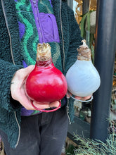 Load image into Gallery viewer, Waxed Hippeastrum Bulbs - Amaryllis