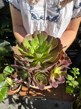 Load image into Gallery viewer, Aeonium arboreum / Tree House Leek