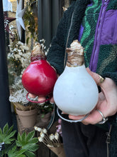 Load image into Gallery viewer, Waxed Hippeastrum Bulbs - Amaryllis