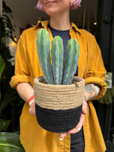 Load image into Gallery viewer, Myrtillocactus geometrizans / Blue Candle Cactus
