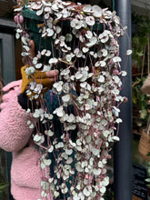 Load image into Gallery viewer, Ceropegia woodii Silver Glory / String of Hearts - 25cm Pot