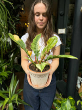 Load image into Gallery viewer, Philodendron Narrow 'Ring of Fire'