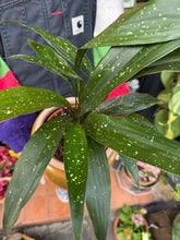 Load image into Gallery viewer, Aspidistra elatior Milky Way / Variegated Cast Iron Plant