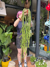 Load image into Gallery viewer, Rhipsalis paradoxa / Chain Cactus