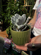 Load image into Gallery viewer, Cotyledon undulata / Silver Ruffles